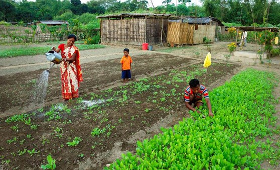 A micro-plot in Dorko Village of West Bengal, India