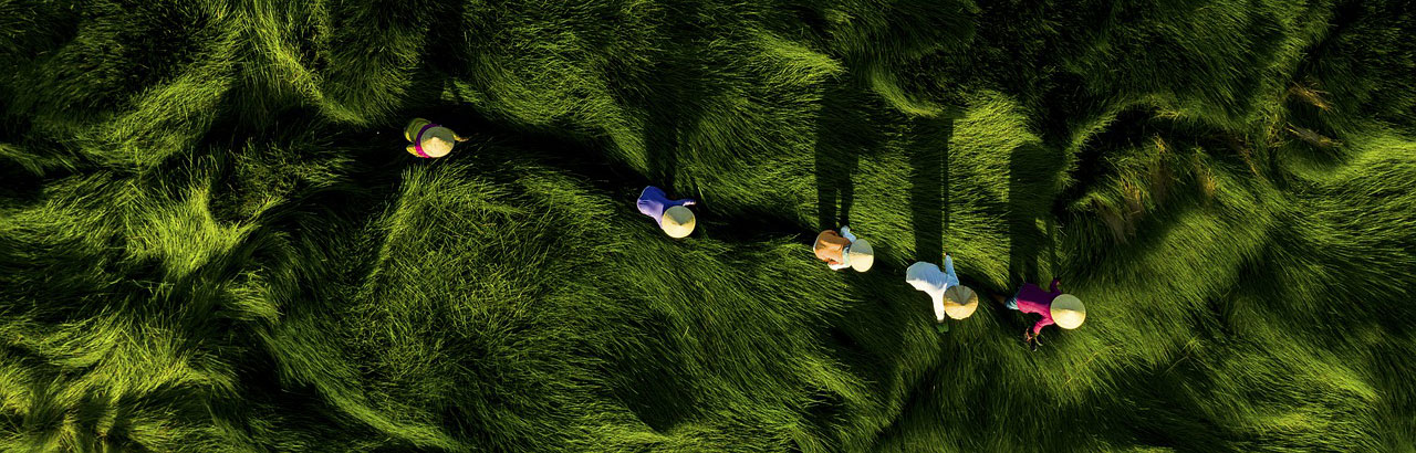 Aerial photo of 5 women making their way through a field of tall grass and long shadows.