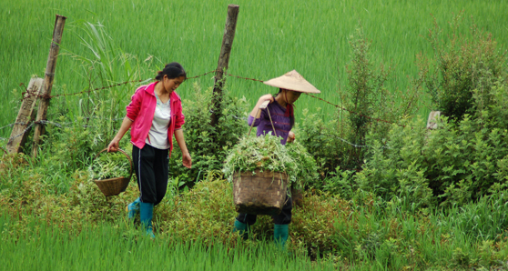 Women farmers in rural China face appropriation of their land in favor of commercial development