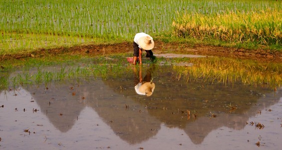 A rice paddy farmer in Guangxi, China