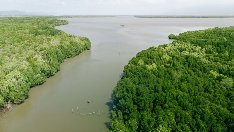Featured image for “The Right to Steward: Protecting People and Planet in Asia’s Mangrove Forests”