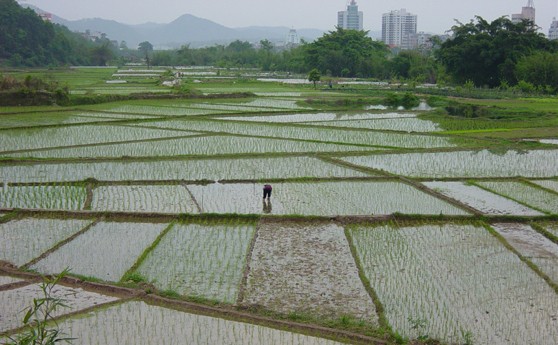 Fujian province - rice paddy farmer