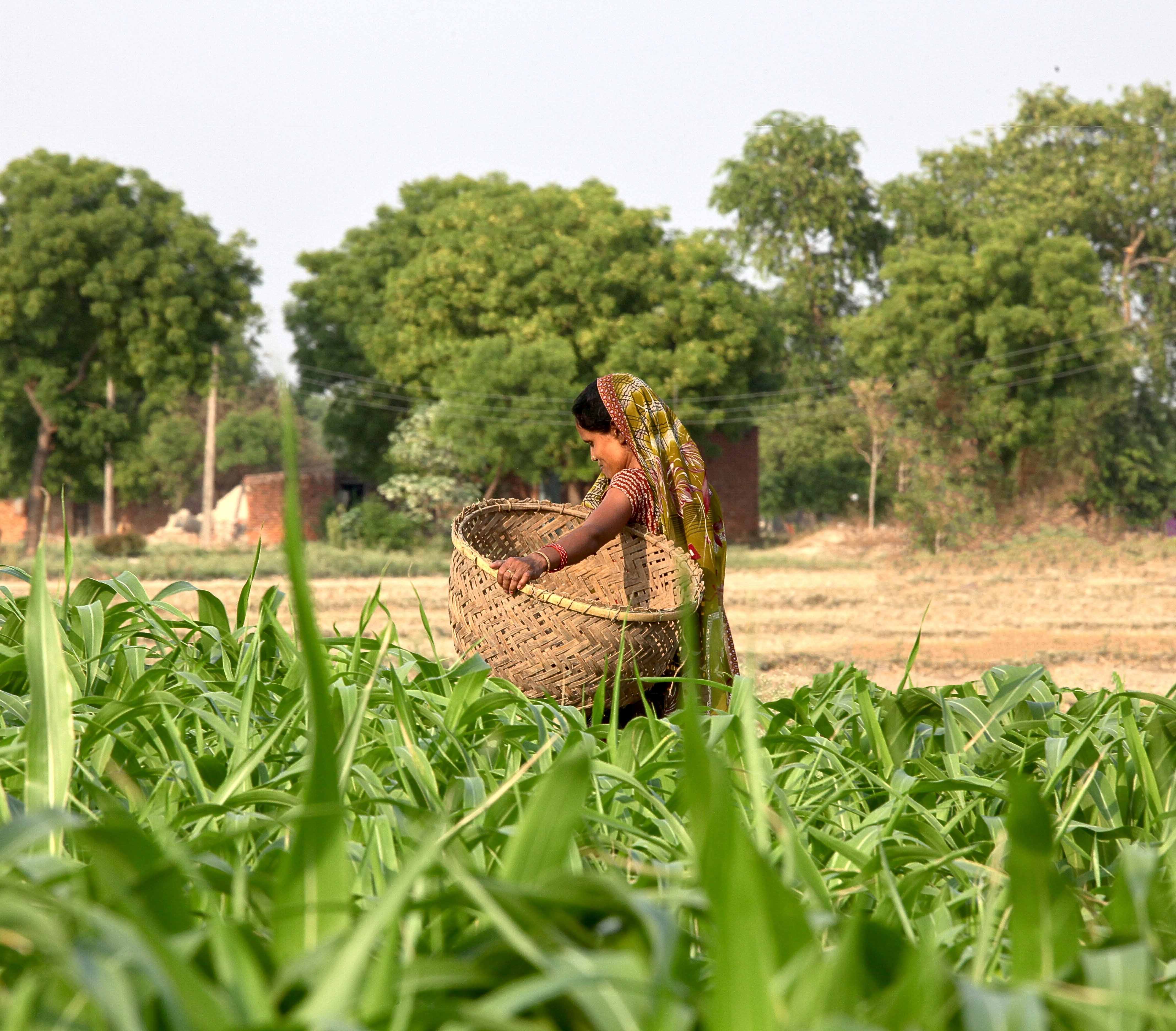 Status of Tribal Women