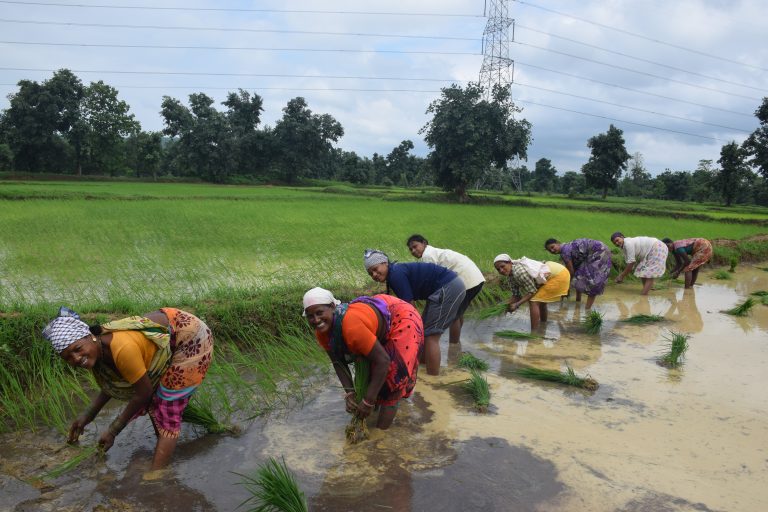 the role of indigenous peoples in biodiversity conservation 