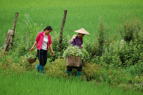 Two women walking in a field carrying full bushels in China