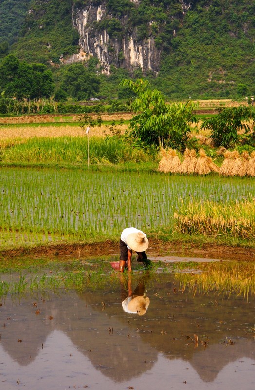 Rice Paddy Farmer in Guangxi, China