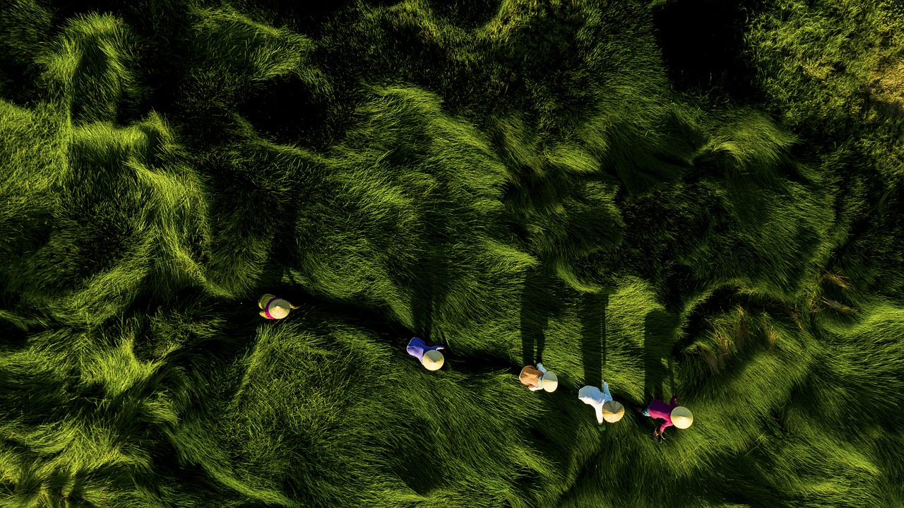 Aerial photo of 5 women making their way through a field of tall grass and long shadows.